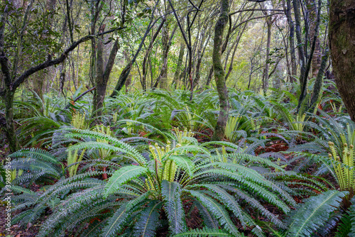 Фотография New Zealand rain forest dense and dark