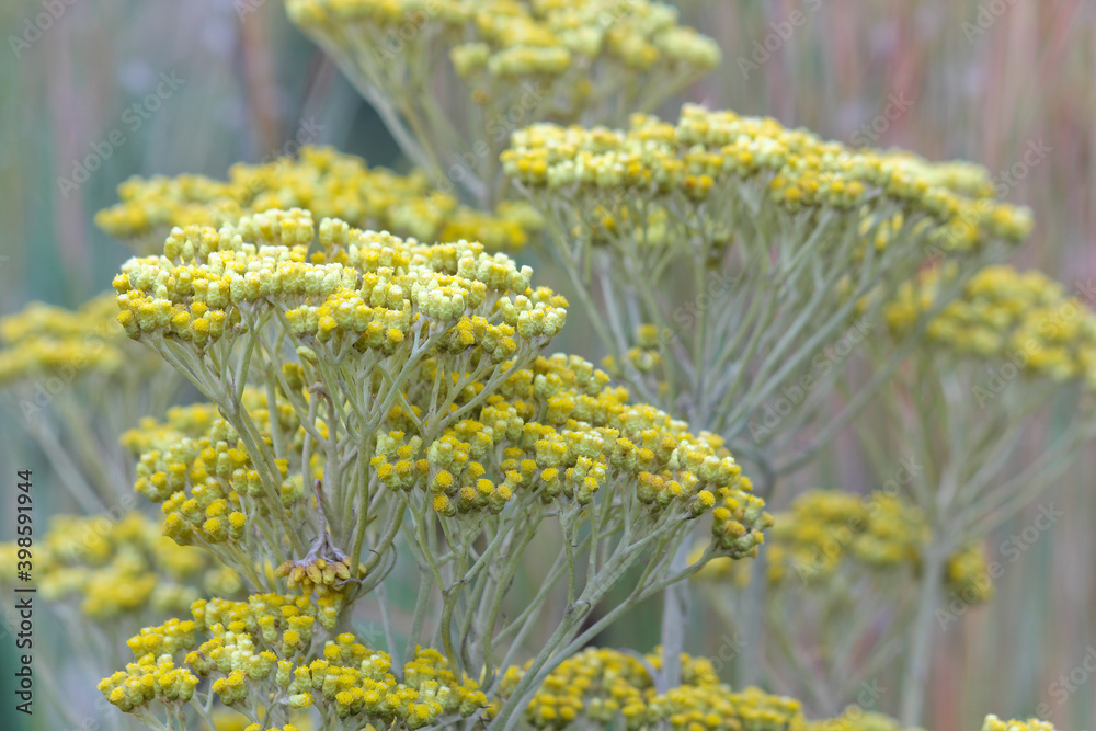 Obraz premium Hottentot's Tea Plant Flower Clusters (Helichrysum nudifolium), Pretoria, South Africa