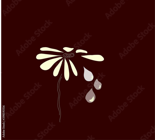 Daisy flower with torn petals. Crying chamomile, concept of white flower free protests with violence and tears