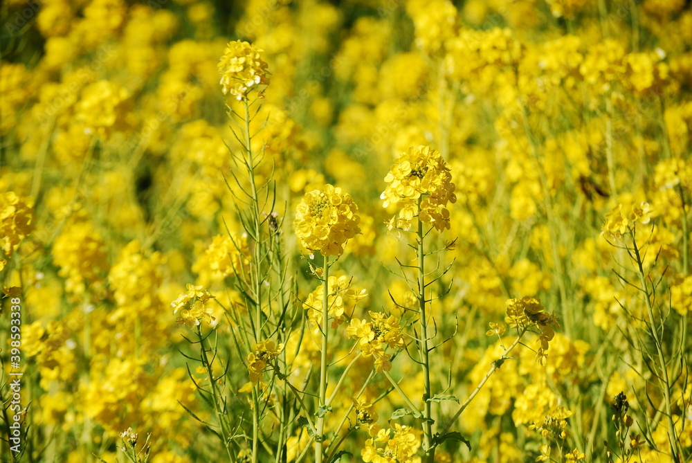 Obraz premium 菜の花