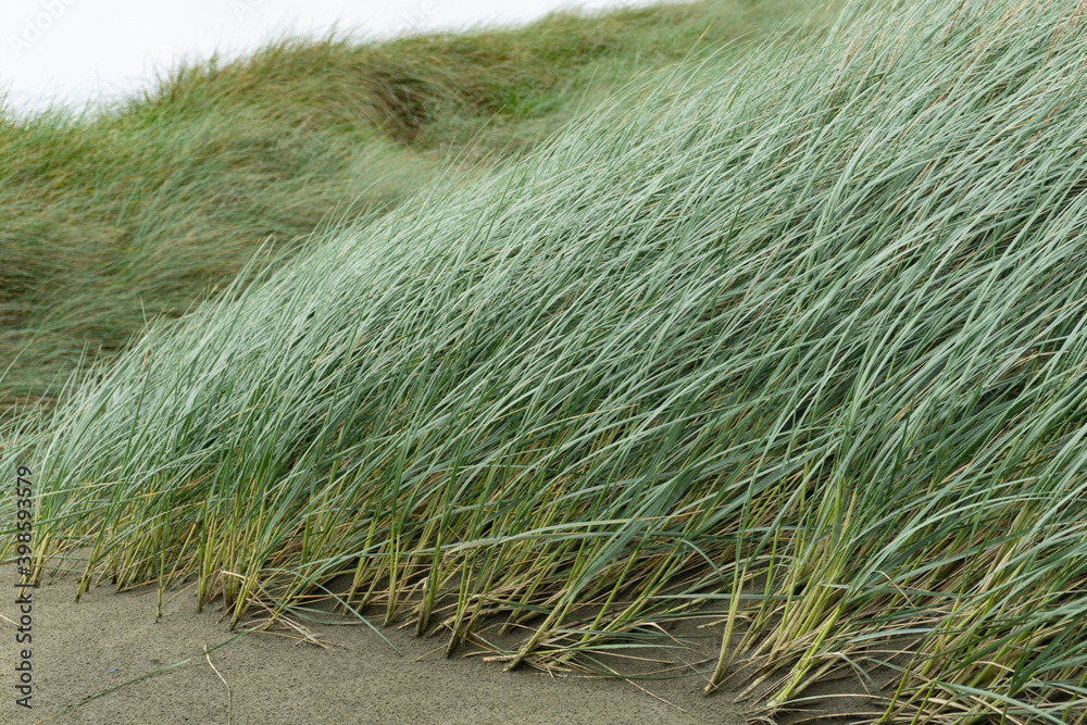 Fototapeta premium Windswept marram grass on Oreti Beach