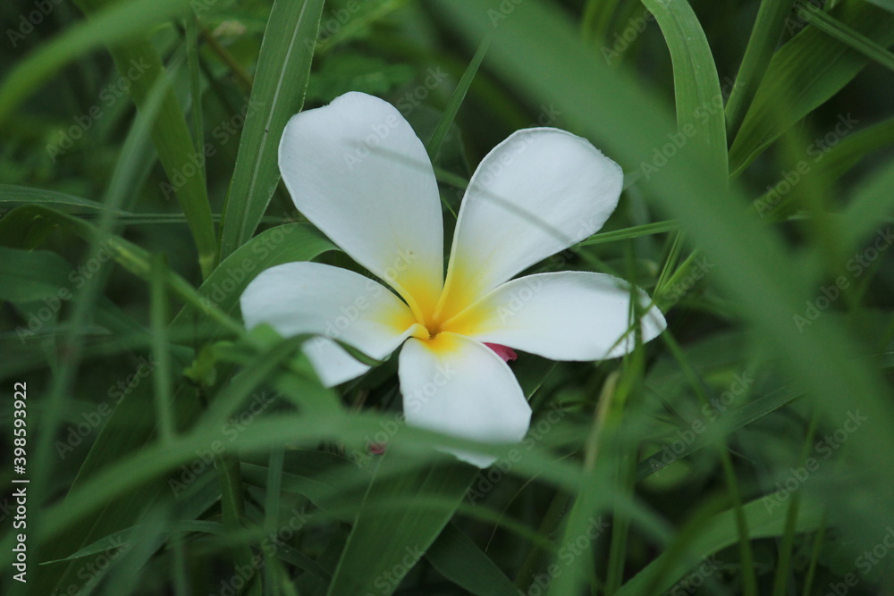 closeup shot of single White Plumeria Champa fragrant flower on the garden. closeup shot of single White Plumeria Champa fragrant flower fallen on the grass closeup shot of single White Plumeria Champa fragrant flower on the garden. closeup shot of single White Plumeria Champa fragrant flower fallen on the grass