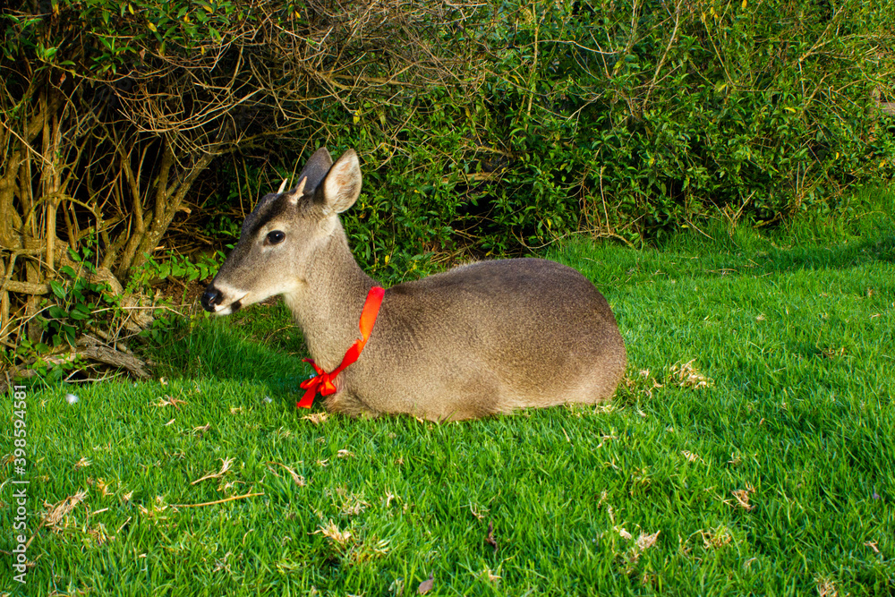 Ciervo (Venado), cérvidos de granja bebe, majestuoso ciervo descansando en una tarde tranquila y placentera Ciervo (Venado), cérvidos de granja bebe, majestuoso ciervo descansando en una tarde tranquila y placentera
