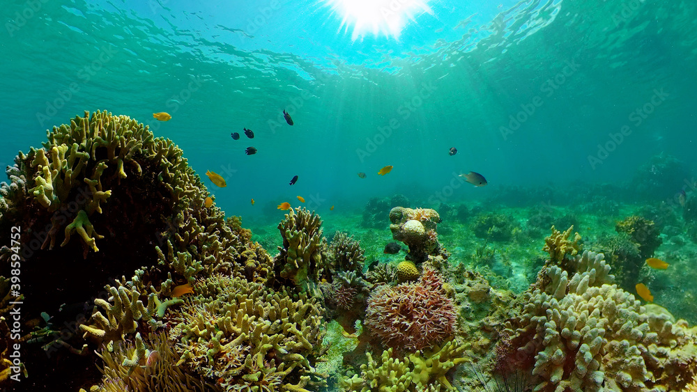 Fototapeta premium Tropical coral reef seascape with fishes, hard and soft corals. Philippines.