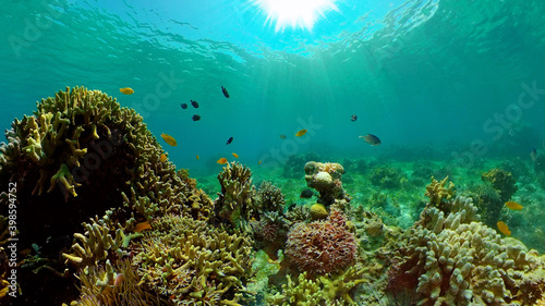 Tropical coral reef seascape with fishes, hard and soft corals. Philippines.