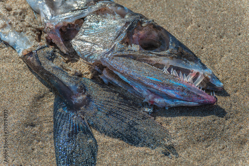 Remains of Lancet Fish washed ashore photo