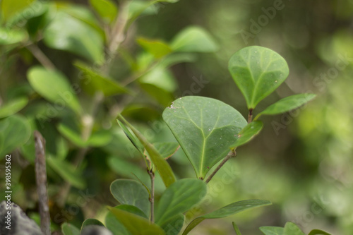 Tabat barito atau Ficus deltoidea plant in wild