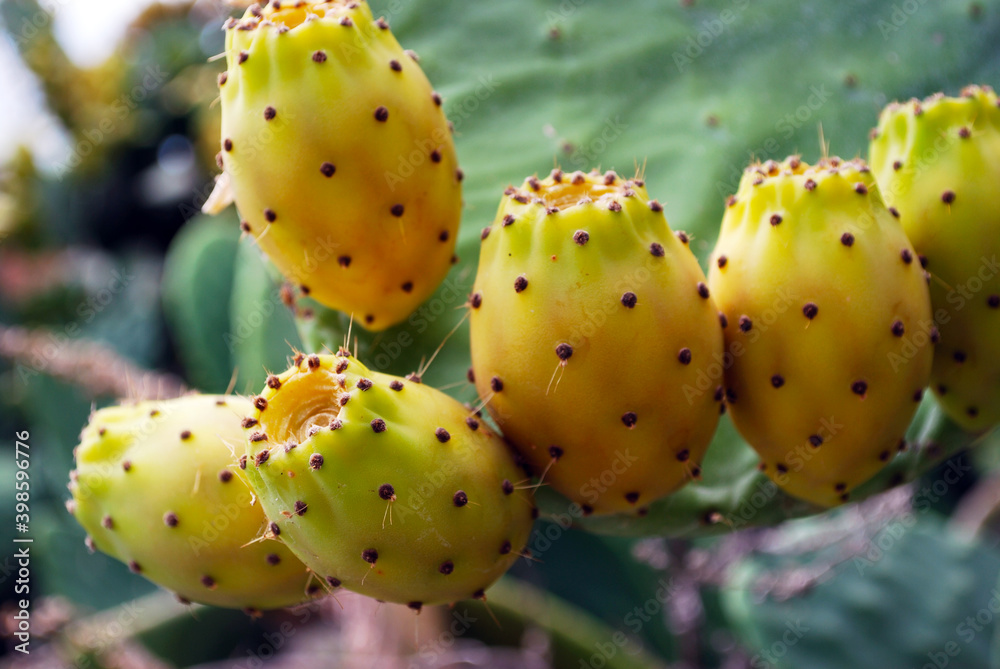 Prickly pear cactus Prickly pear cactus