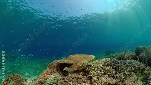 Tropical fishes and coral reef at diving. Beautiful underwater world with corals and fish.