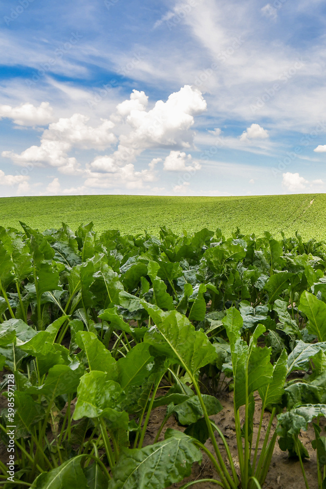 Agricultural scenery of of sweet sugar beet field, with blue sky background. Selective focus. Copy space.