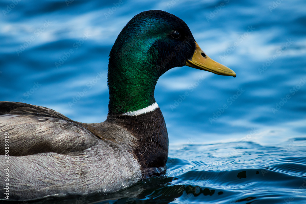 Fototapeta premium Mallard ducks in blue water