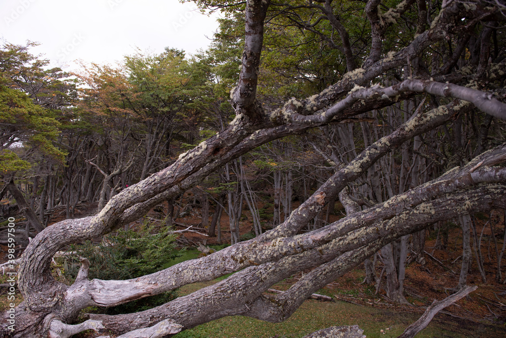 Fototapeta premium roots in the forest