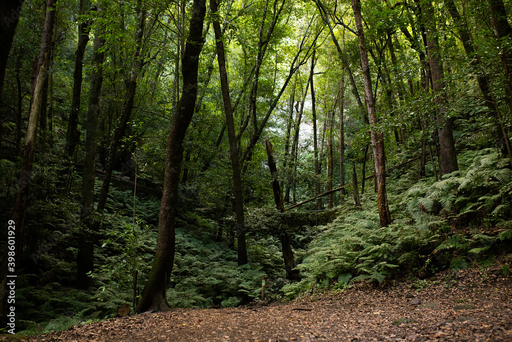 Obraz premium Jungle