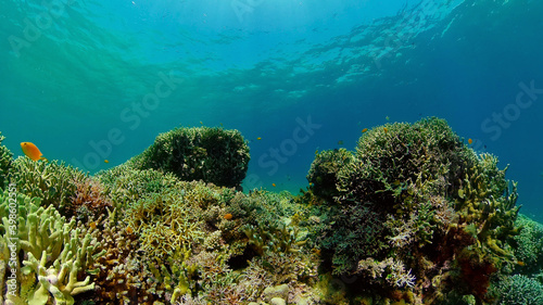Reef Coral Scene. Tropical underwater sea fish. Hard and soft corals  underwater landscape. Philippines.