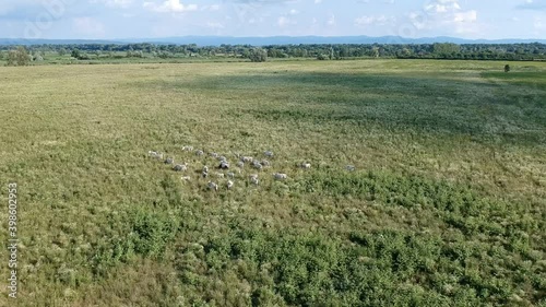 Camera flying to the group of podolian cattles in Nature park Lonjsko Polje in Croatia, Europe photo