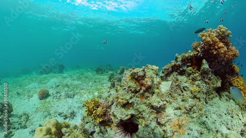 Reef Marine Underwater Scene. Tropical underwater sea fish. Philippines. © Alex Traveler