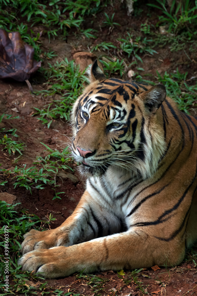 Fototapeta premium a tiger sitting and relaxing