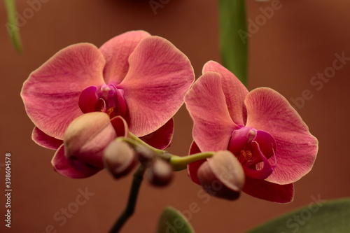 Two orchid flowers with red petals, accompanied by slightly defocused buds, under a brown background.