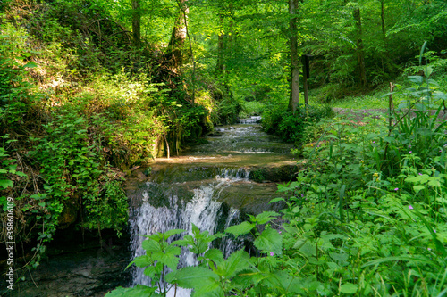 small stream in the green forest