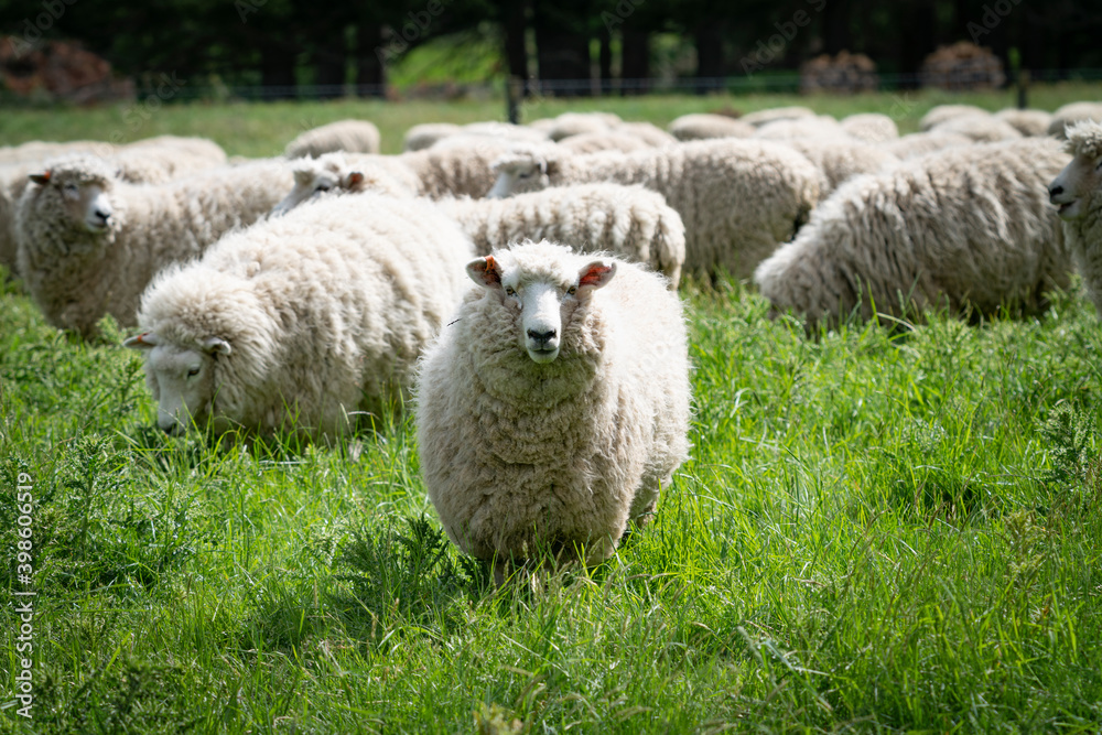 Flock of sheep Flock of sheep
