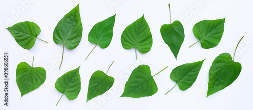 Green leaves heart shaped on white background. Top view