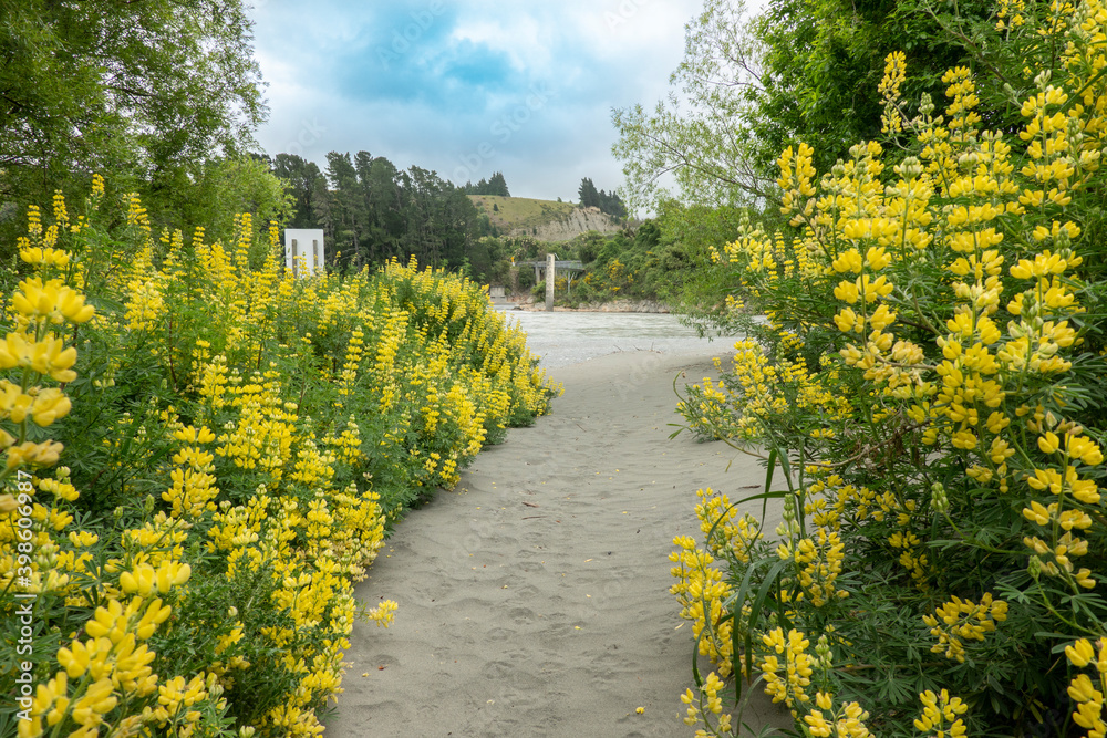 Yellow lupin flowers border sand path