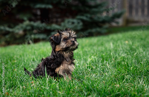 Close up of a cute teacup morkie puppy outside on the grass. photo