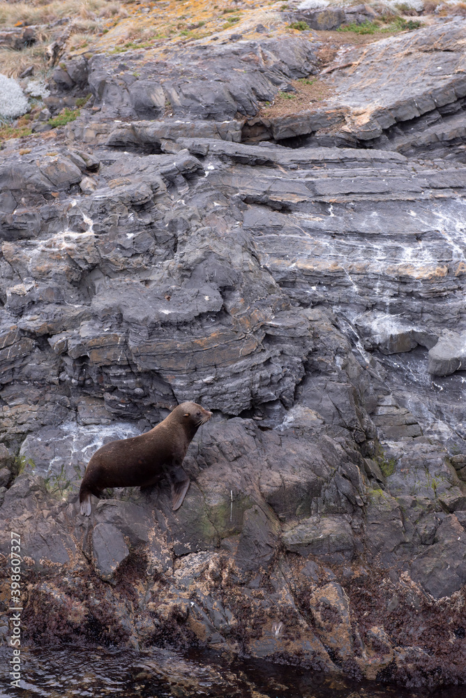 sea lion on the rocks sea lion on the rocks