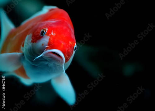 Closeup image of a koi carp looking intto the camera