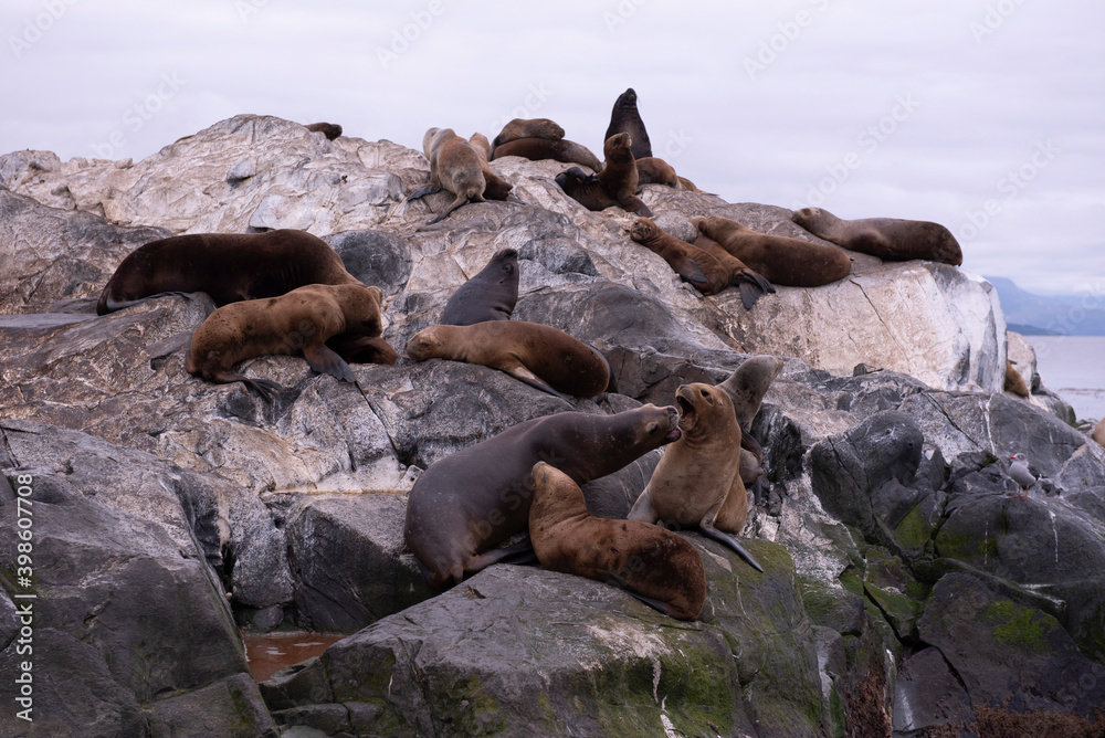 Fototapeta premium sea lion on rock