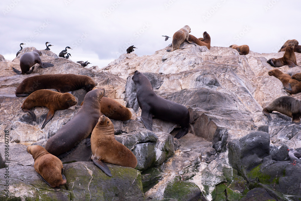 Fototapeta premium lions in the island
