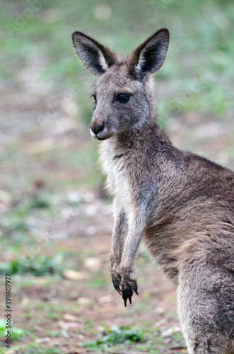 Fototapeta Naklejka Na Ścianę i Meble -  A grey kangaroo in the Warrumbungle Ranges of Australia