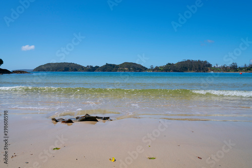 Fototapeta Naklejka Na Ścianę i Meble -  Kelp lying on beach at water's edge of Butterfield
 Beach, Stewart Island.
