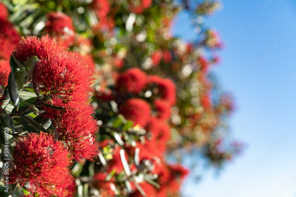 Detail of closeup pohutukawa flower