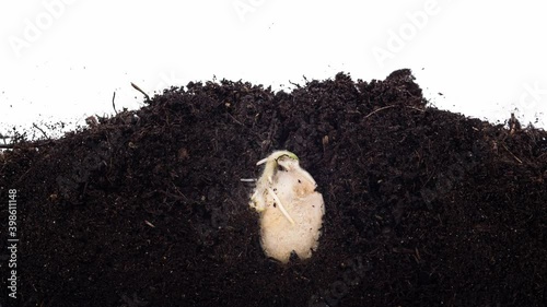 Seed pumpkin plant germination from soil sequence growing evolution timelapse side view. Shoots take root and come of ground. Greenhouse for sprouting organic greens. Microgreen germinate behind glass