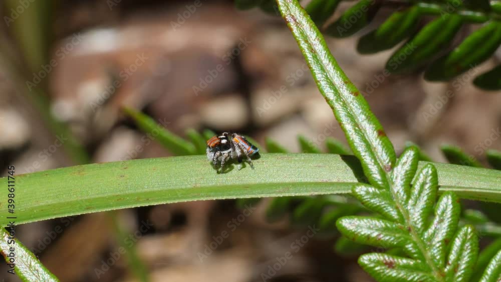 high frame rate clip of a male maratus volans spider on a green leaf -M. volans is an australian peacock spider high frame rate clip of a male maratus volans spider on a green leaf -M. volans is an australian peacock spider