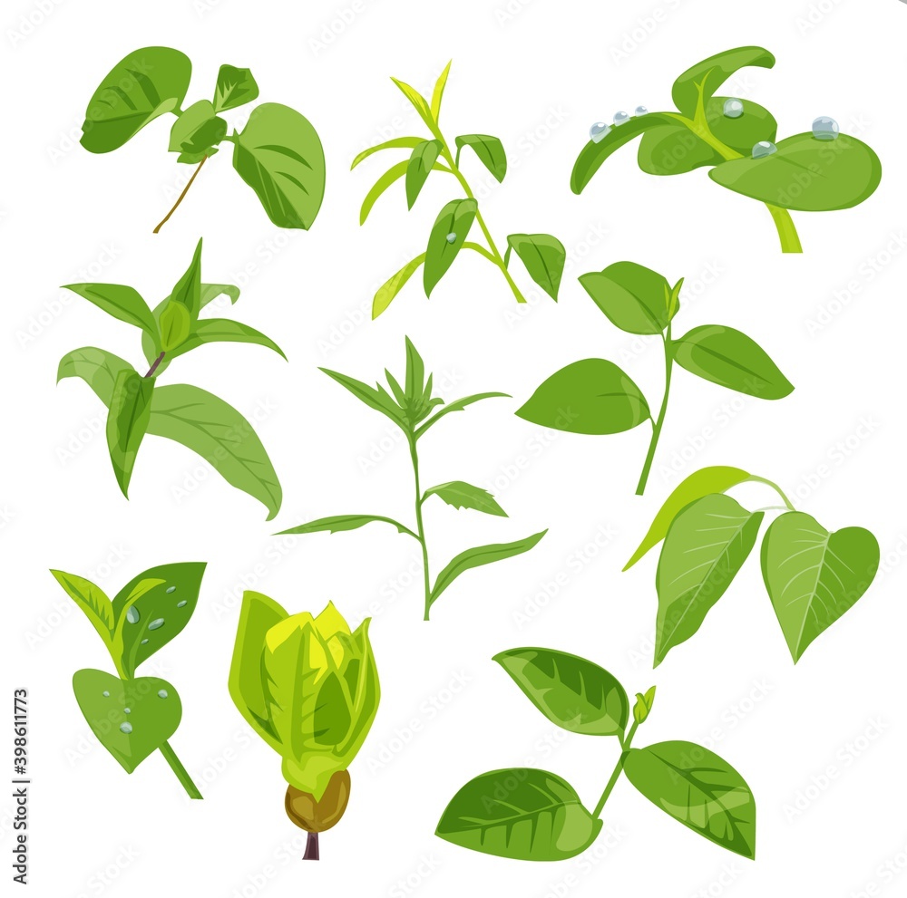 Obraz premium set of green leaves illustration 