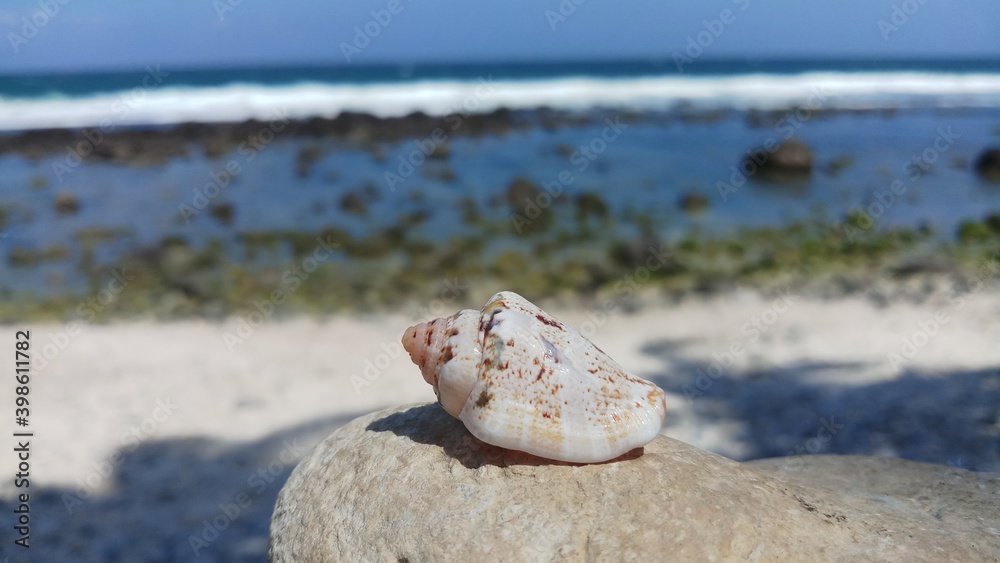 shell on the beach shell on the beach