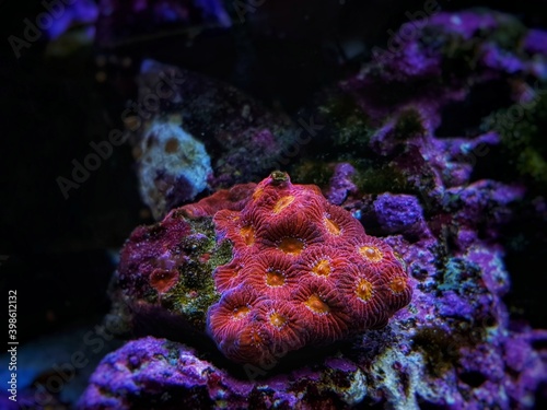 Favia pinapple small colony LPS coral 