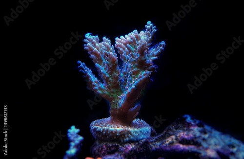 Acropora Microclados species of beautiful stony coral in reef aquarium tank