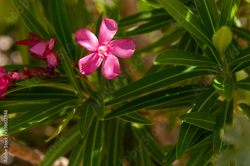 pink oleander flower