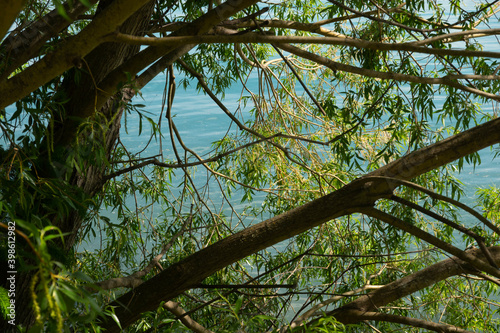 Turquoise blue lake water through branches and leaves of willow tree. photo