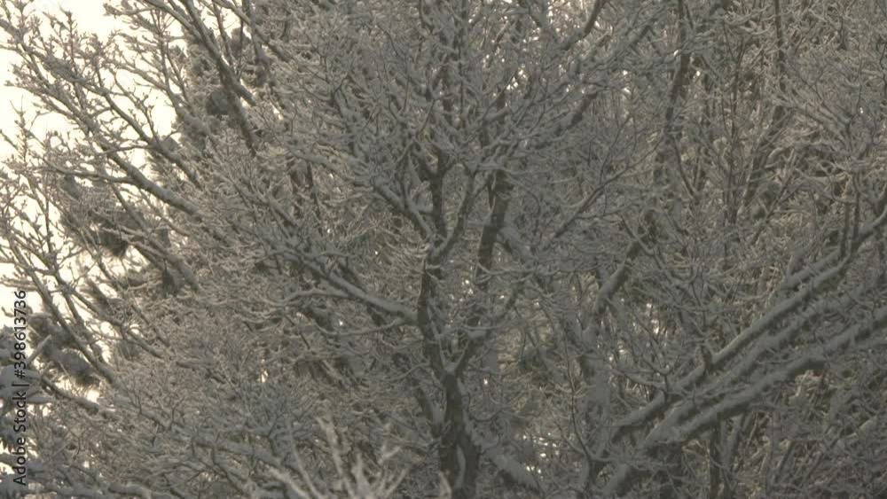 Snow falling in the woods 