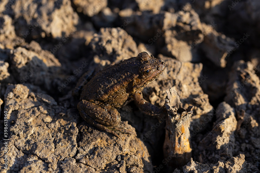 The pool frog (Pelophylax lessonae) is a European frog. The amphibian in the dry lake. Environmental disaster. The pool frog (Pelophylax lessonae) is a European frog. The amphibian in the dry lake. Environmental disaster.