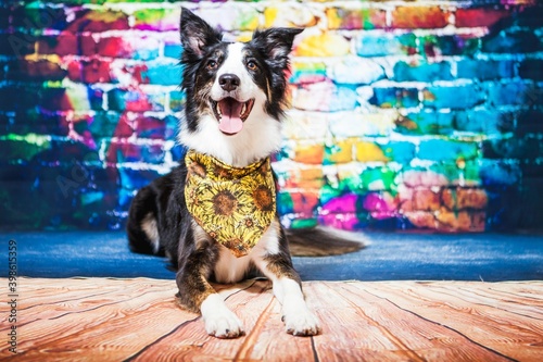 Happy Border Collie On Rainbow Brick Backdrop Wearing Sunflower Bandana