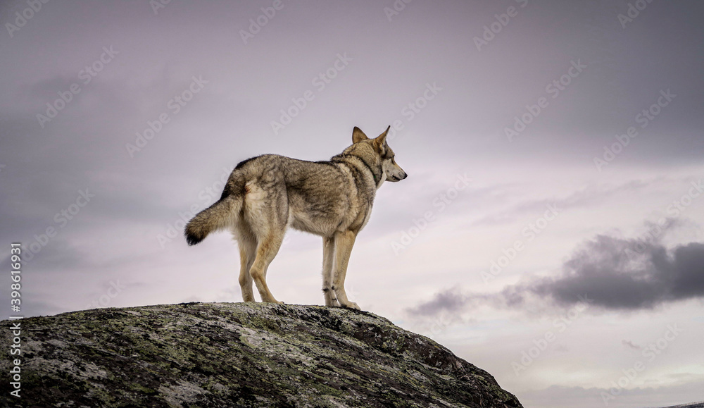 Fototapeta premium wolfhound workingdog