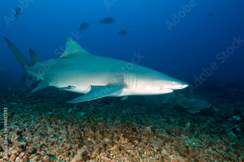 Bull shark, Roatan Island, Honduras © Dordo