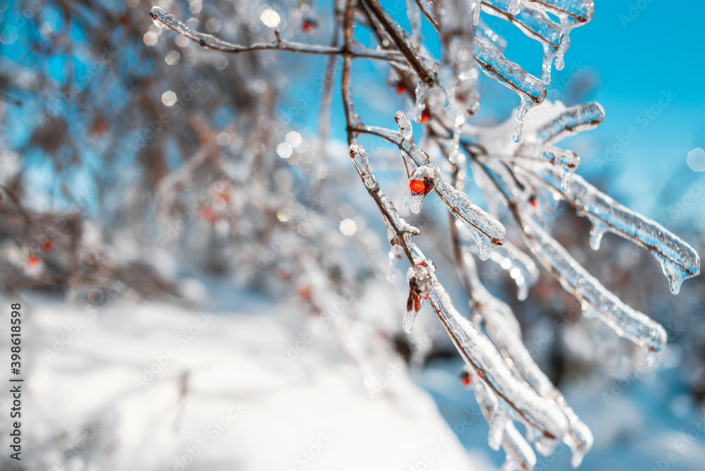 Tree twigs with red berries covered with sparkling snow and ice. Shiny icicles on a tree, blue sky on the background. Cold frosty snowy weather in Winter forest. Natural background with copy space.
