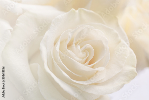 Beautiful white rose  closeup view
