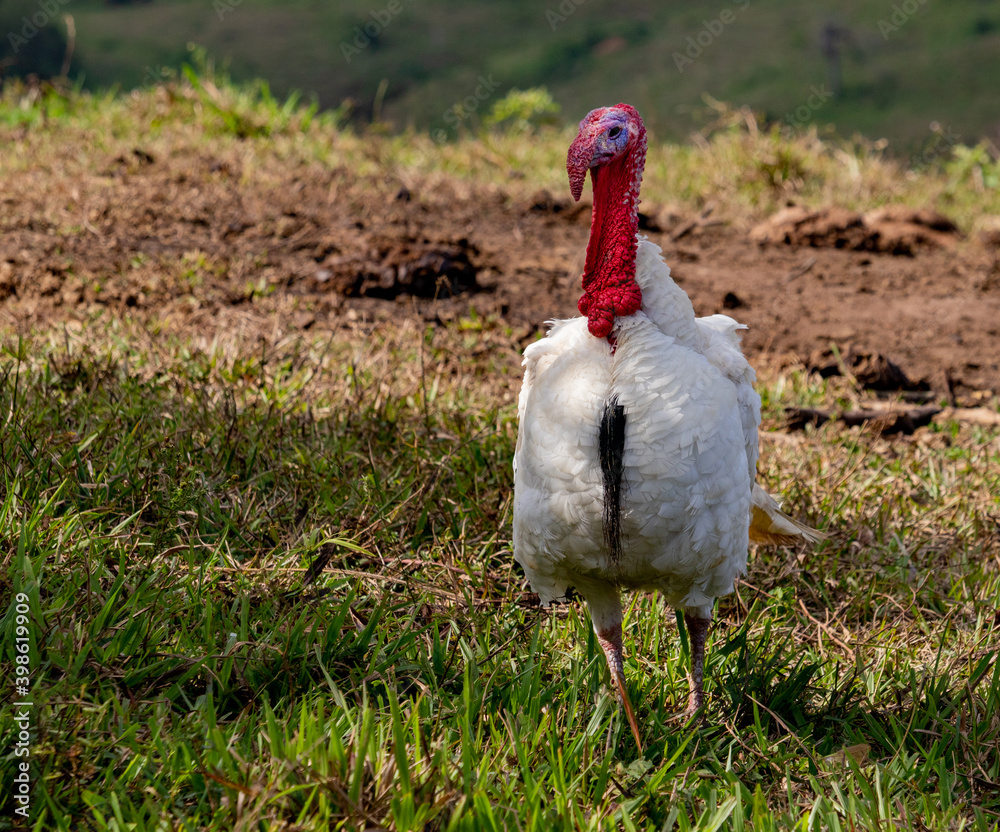 Obraz premium live turkey walking on the grass on a farm